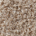 Heather Camel